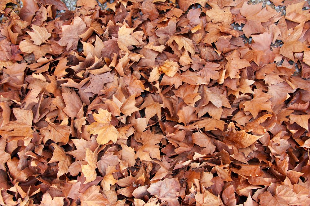 Autumnal maple leaves on the ground. Original public domain image from Wikimedia Commons