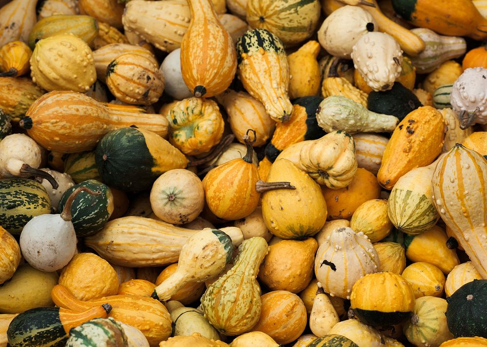 Autumn harvest vegetables, squash, acorn, gourds.  Original public domain image from Wikimedia Commons