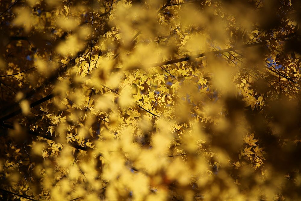 Yellow autumn maple tree. Original public domain image from Wikimedia Commons