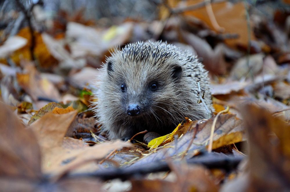 Adorable hedgehog during the falls in Niegowonice, Poland. Original public domain image from Wikimedia Commons