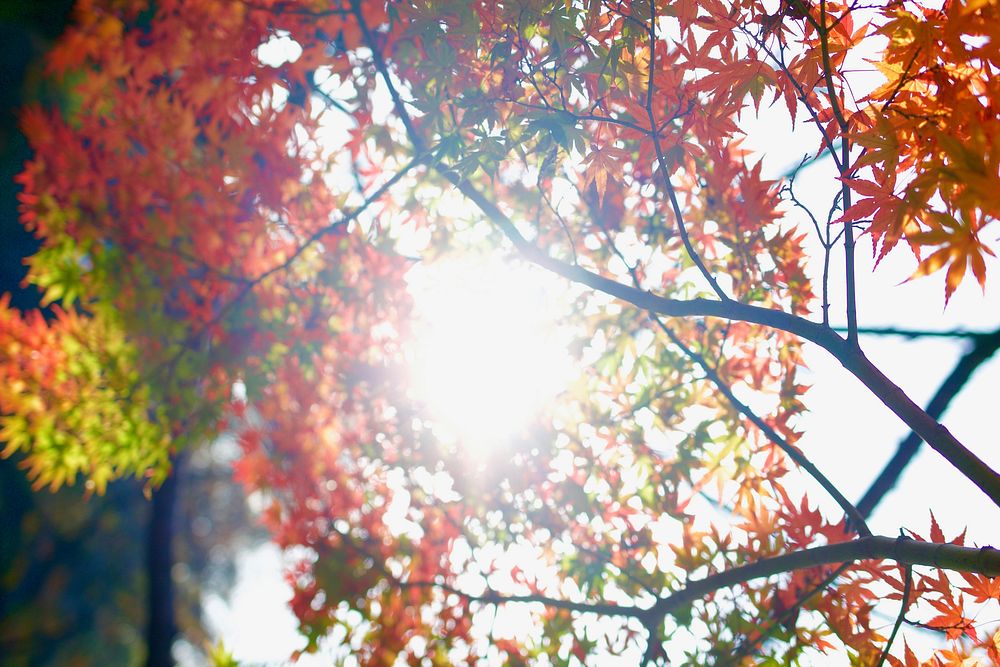 Autumn warm sun. Original public domain image from Wikimedia Commons
