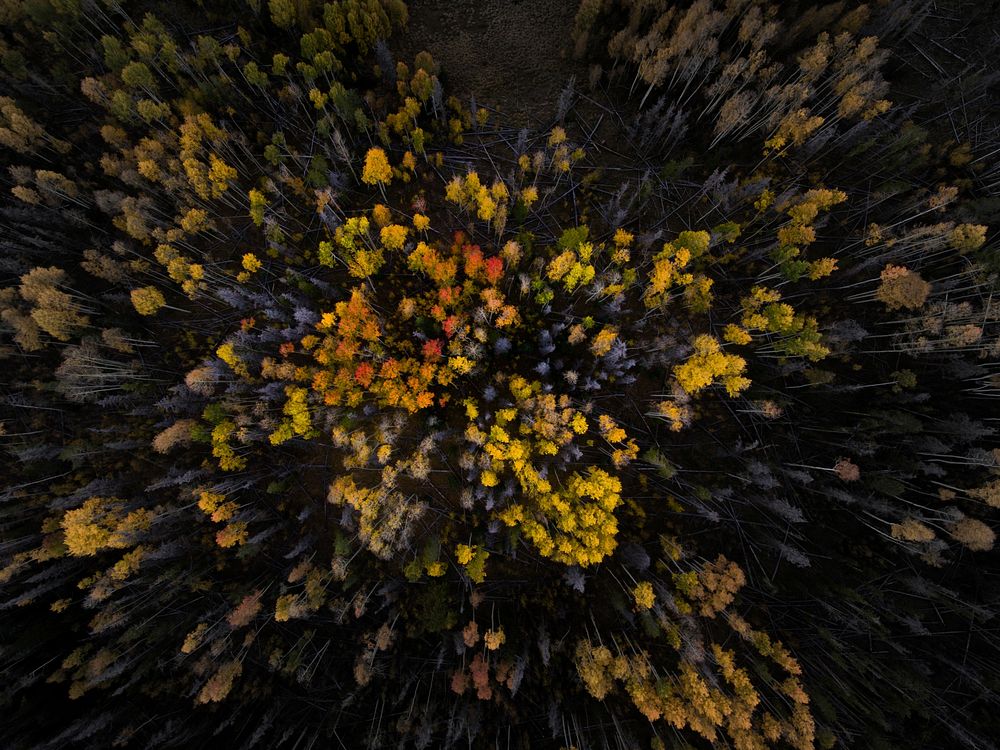 A drone shot of yellow and orange treetops in Silverthorne. Original public domain image from Wikimedia Commons