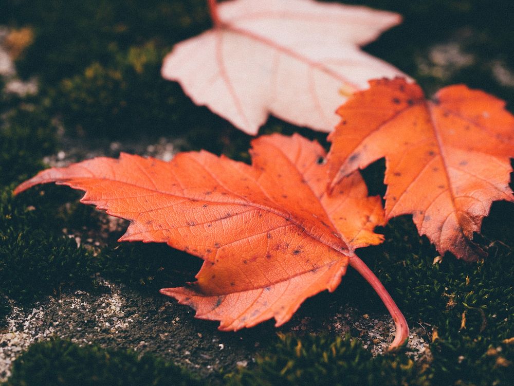 Autumn maple leaf. Original public domain image from Wikimedia Commons