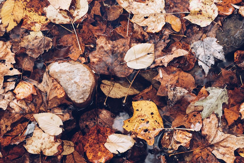 A closeup shot of a pile of leaves on the ground on top of rainwater. Original public domain image from Wikimedia Commons