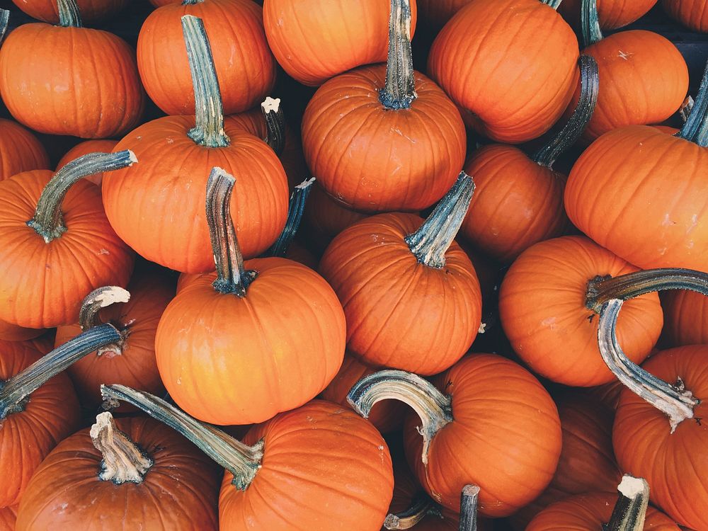 A pile of small pumpkins with long stems. Original public domain image from Wikimedia Commons