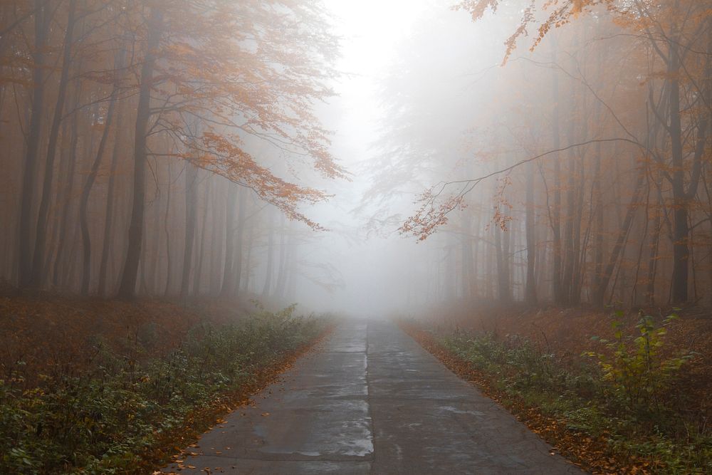 A foggy forest road in rural Elblag. Original public domain image from Wikimedia Commons