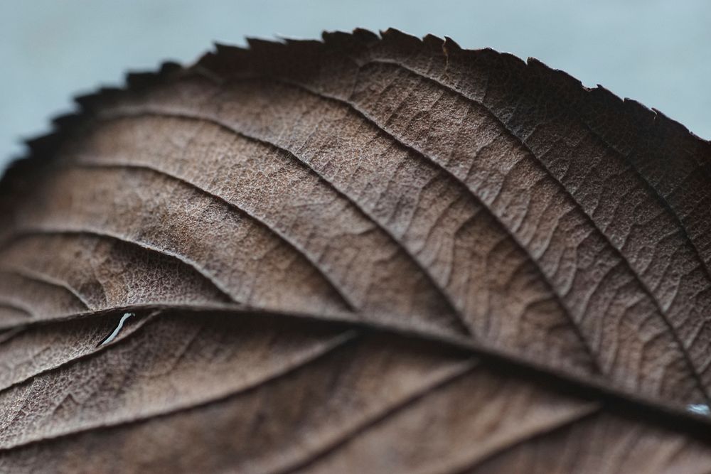 Leaf texture. Original public domain image from Wikimedia Commons