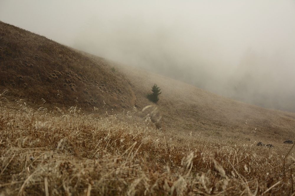 Desert foliage covered by rolling fog in desolate Mount Tamalpais. Original public domain image from Wikimedia Commons