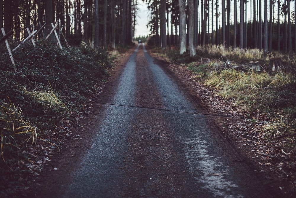 A rural dirt road with a fence and tall trees on its sides. Original public domain image from Wikimedia Commons