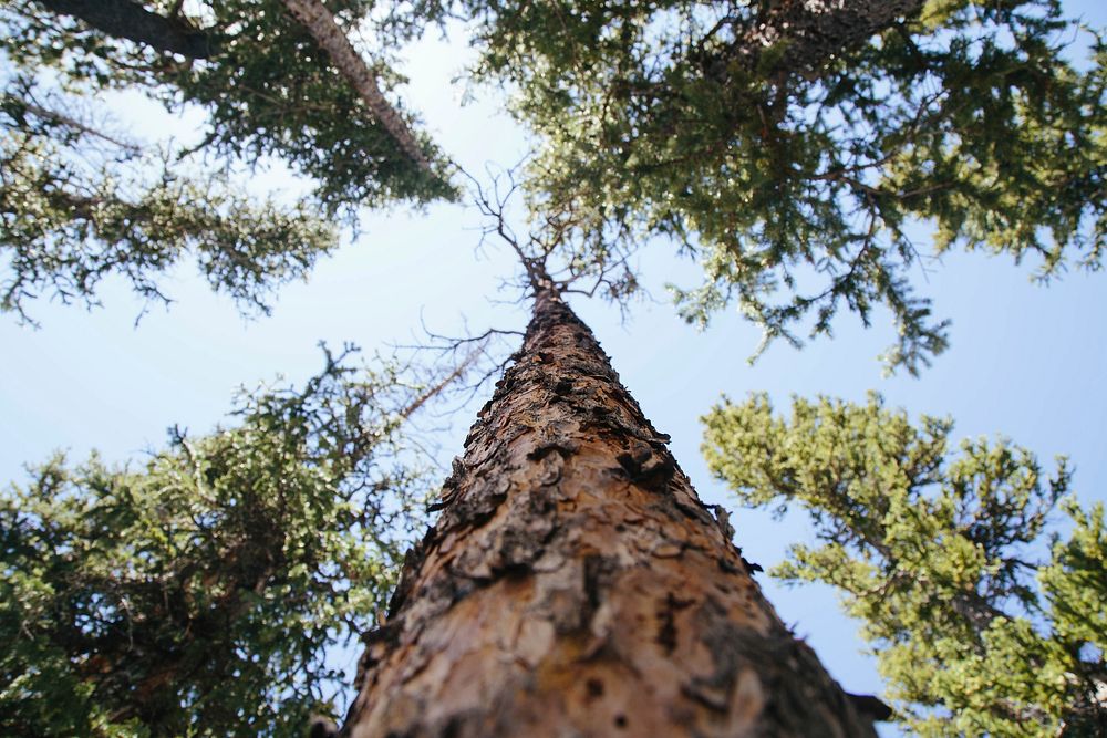 National Forest Development Road 448, Baker, United States. Original public domain image from Wikimedia Commons