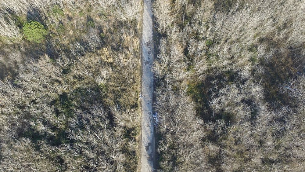 A drone shot of a dilapidated road through a forest in Castel Volturno. Original public domain image from Wikimedia Commons