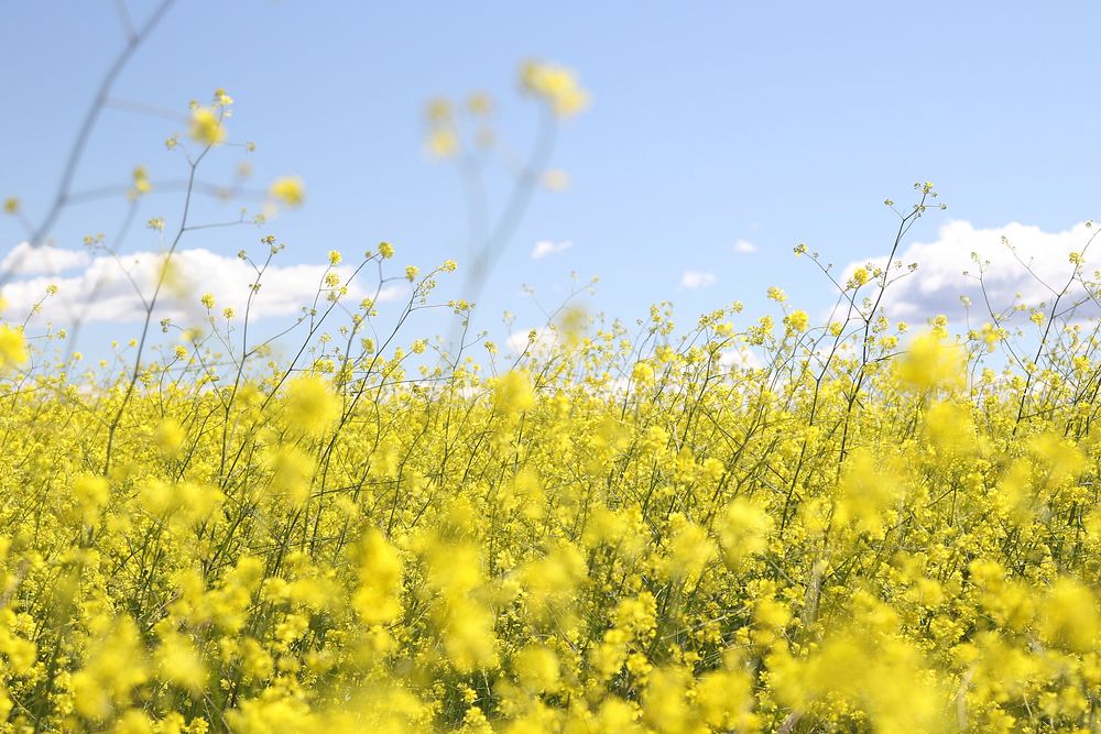 A field of blooming rapeseed under a blue sky. Original public domain image from Wikimedia Commons