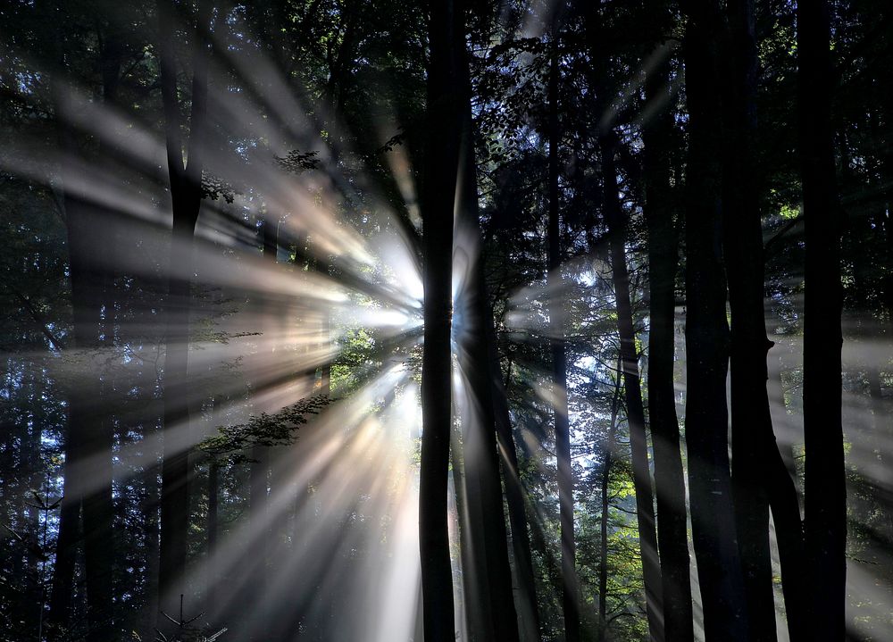 Sunrays shining through the trees in a forest in Hirzel. Original public domain image from Wikimedia Commons