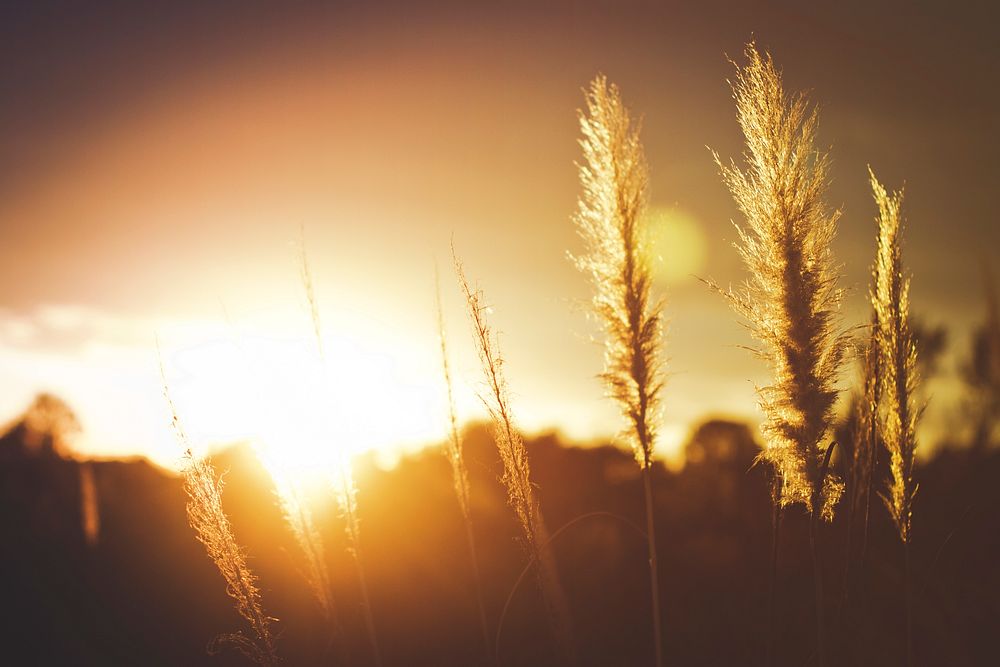 A wheat field with a sun flare during golden hour in Vandenberg Village. Original public domain image from Wikimedia Commons