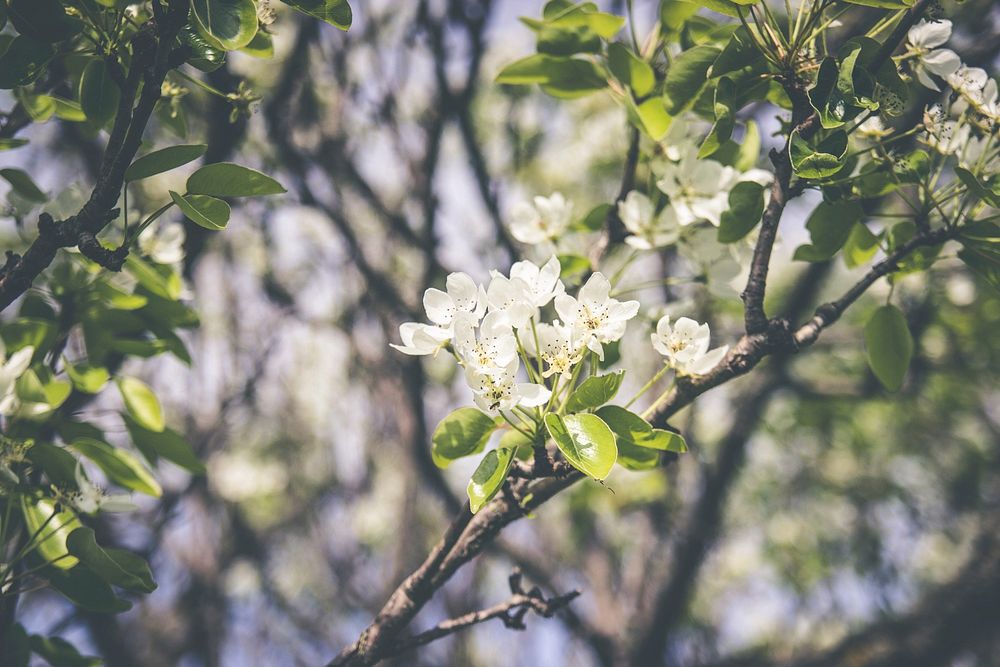 Beautiful tree branch with green leaves and white blossom and sunlight in Spring. Original public domain image from…
