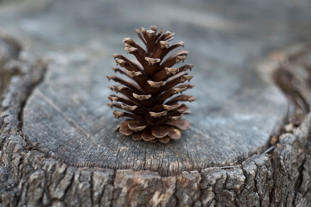 Pine cone. Original public domain image from Wikimedia Commons