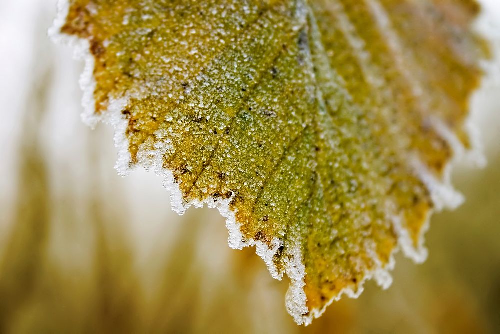 Autumn leaf with frost. Original public domain image from Wikimedia Commons