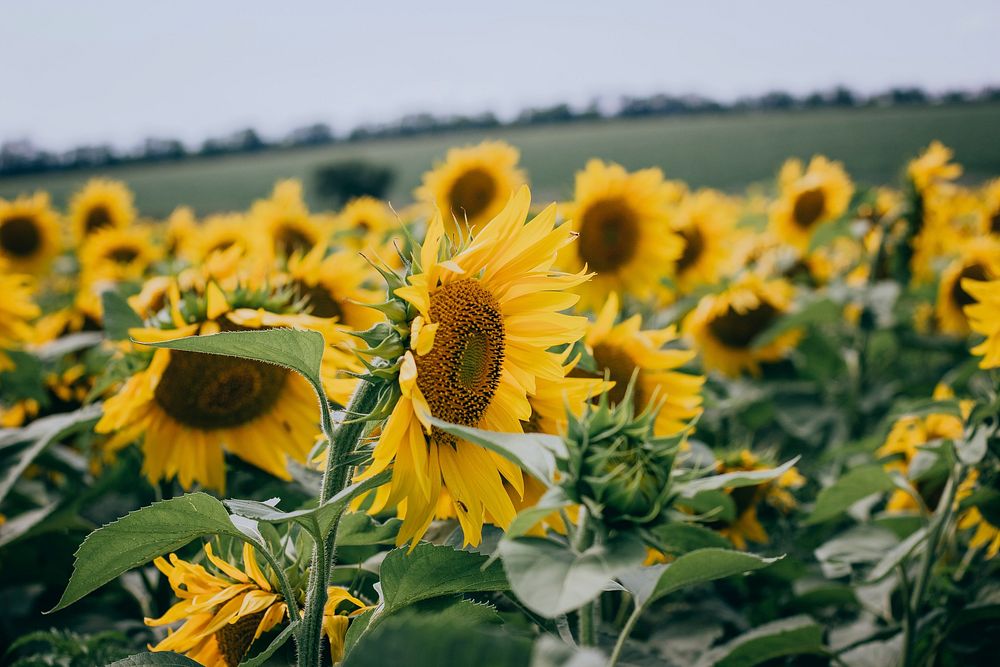 A field of blooming sunflowers on a cloudy day. Original public domain image from Wikimedia Commons