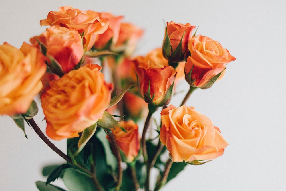 Close-up of a bouquet of orange roses. Original public domain image from Wikimedia Commons