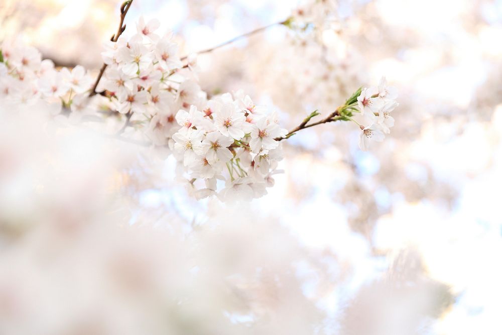 White pink floral blossom on branch in Spring. Original public domain image from Wikimedia Commons