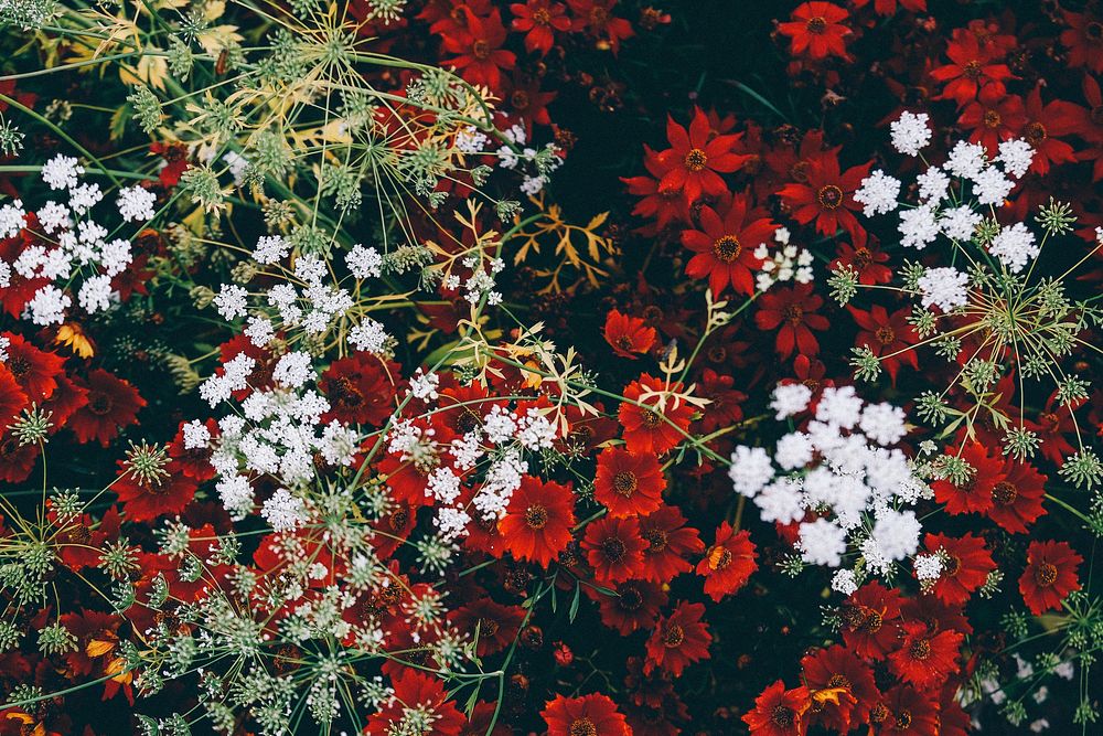 An overhead shot of a grouping of red and white flowers. Original public domain image from Wikimedia Commons
