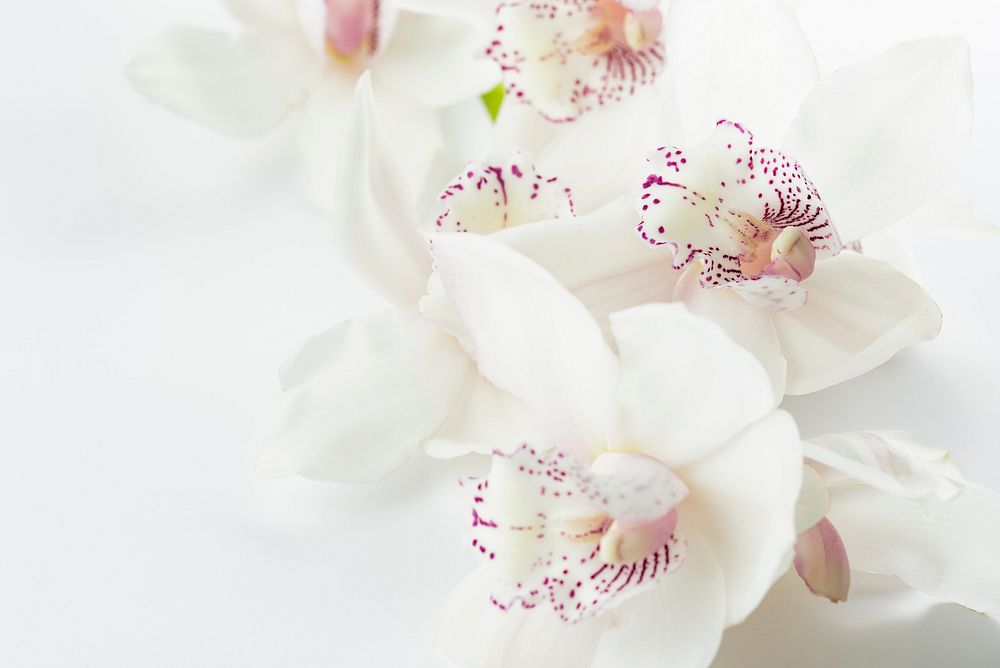 Close-up of white orchids with purple spots on a white surface. Original public domain image from Wikimedia Commons