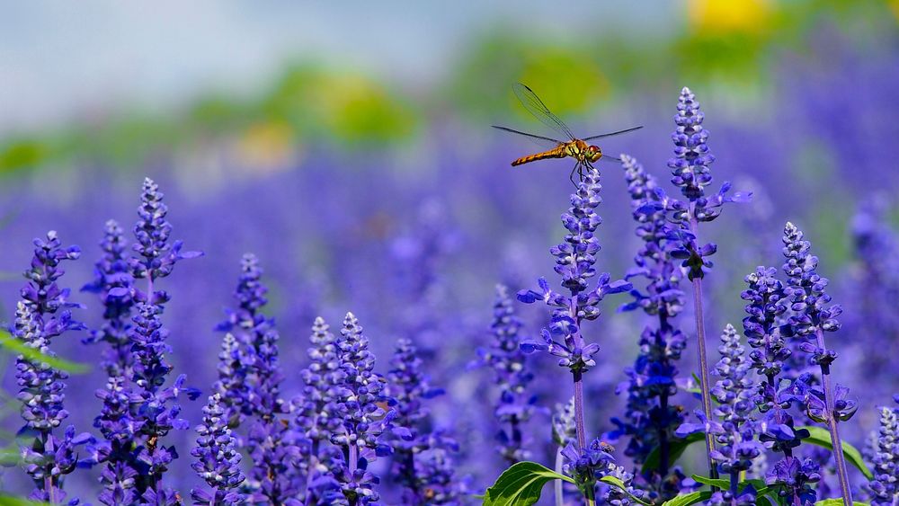 A golden dragonfly on top of lavender flowers. Original public domain image from Wikimedia Commons