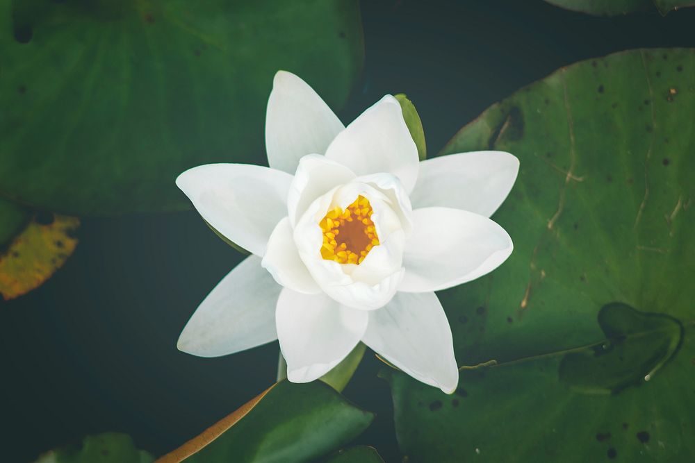 A white water lily with a golden center near lily pads on water. Original public domain image from Wikimedia Commons