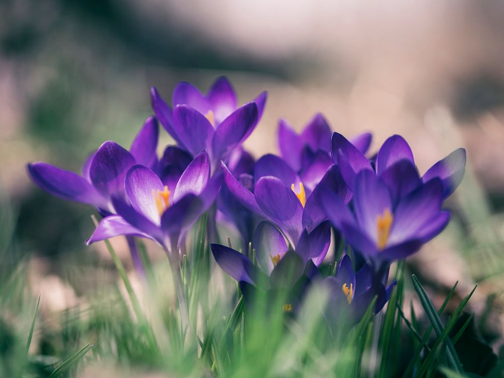 Close up for group of crocus flowers in Spring. Original public domain image from Wikimedia Commons