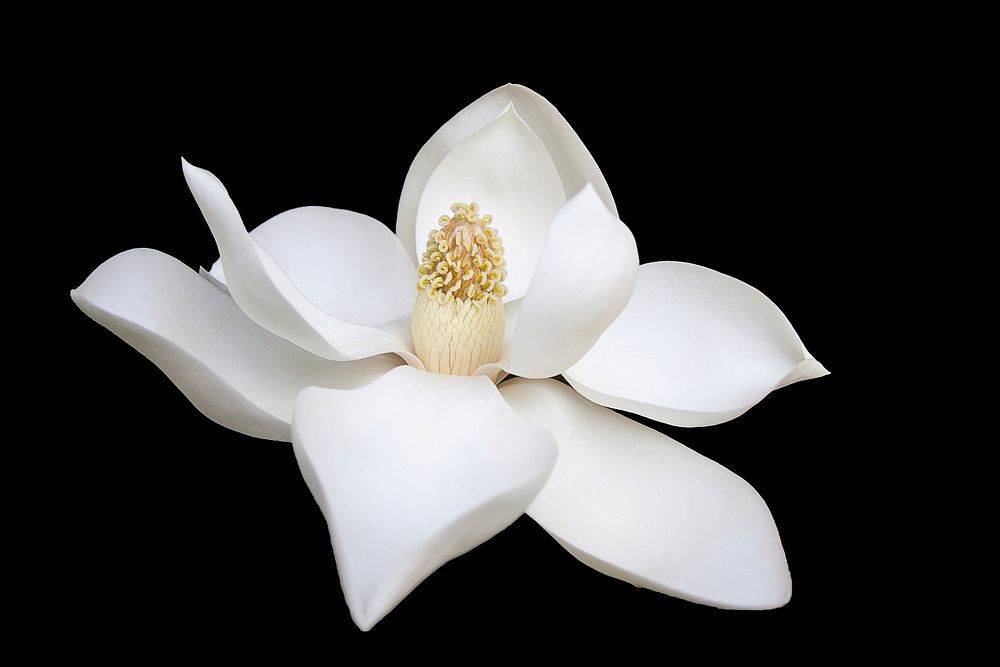 A macro shot of a snow white magnolia flower against a black background. Original public domain image from Wikimedia Commons