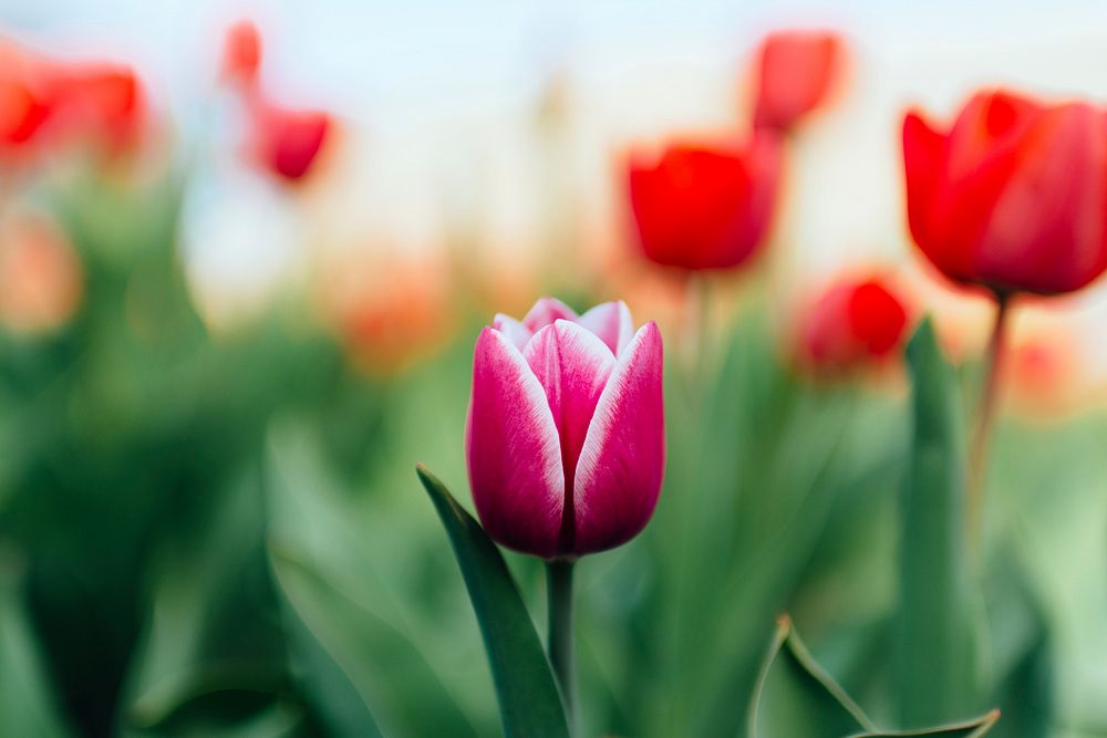 Macro of blooming pink tulip and green stem in Spring, Melitopol. Original public domain image from Wikimedia Commons