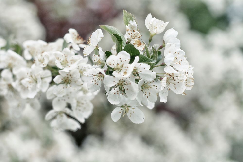 White flowers. Original public domain image from Wikimedia Commons