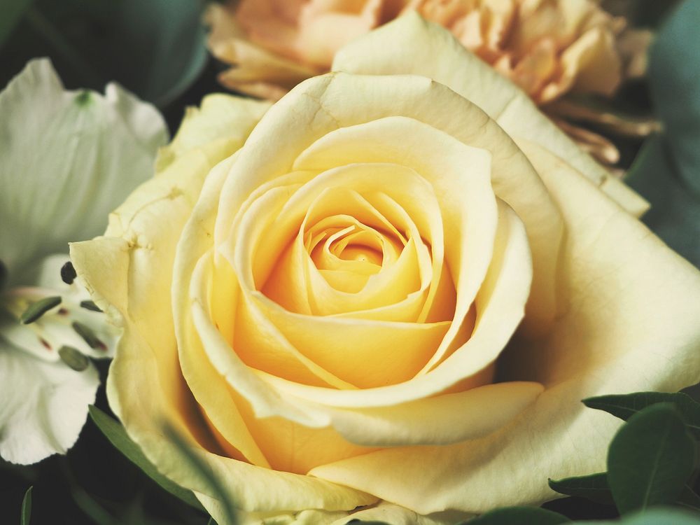 A macro shot of a yellow rose. Original public domain image from Wikimedia Commons