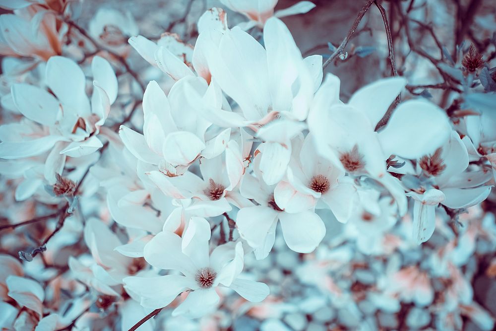 Close up of white magnolia flower in Spring, Teddington. Original public domain image from Wikimedia Commons