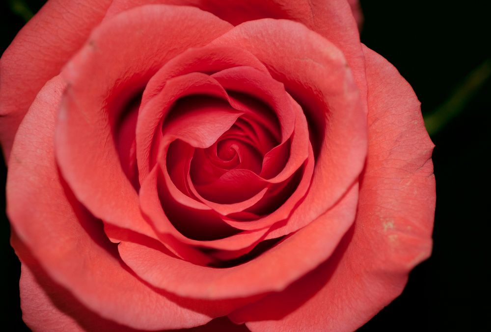 A macro shot of a red rose. Original public domain image from Wikimedia Commons