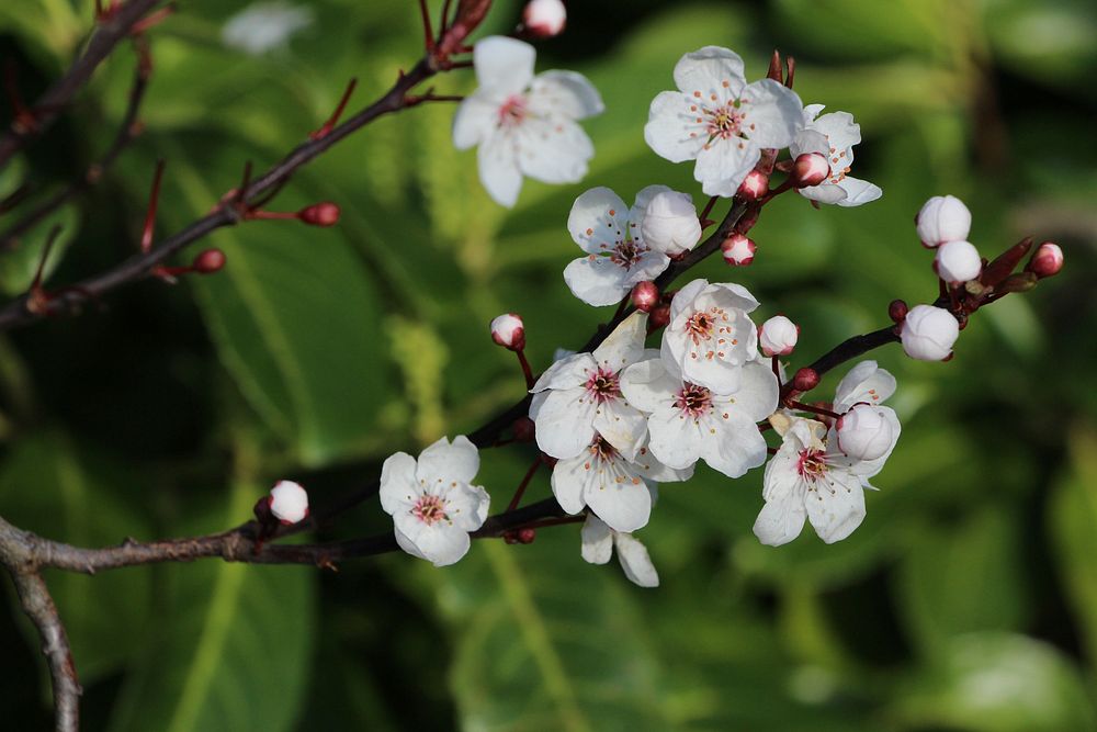Cherry blossom flower on branches and green leaves in background in spring, Ireland. Original public domain image from…