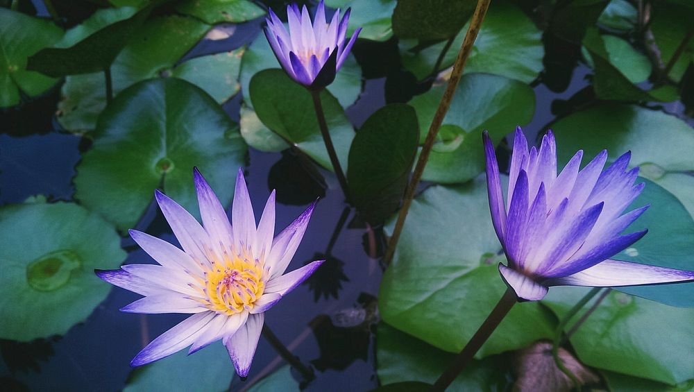Lotus flowers. Original public domain image from Wikimedia Commons