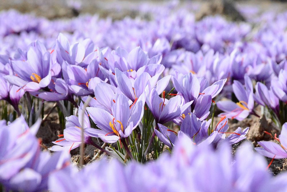 Lilac and purple crocus flowers in Spring, Mashhad. Original public domain image from Wikimedia Commons