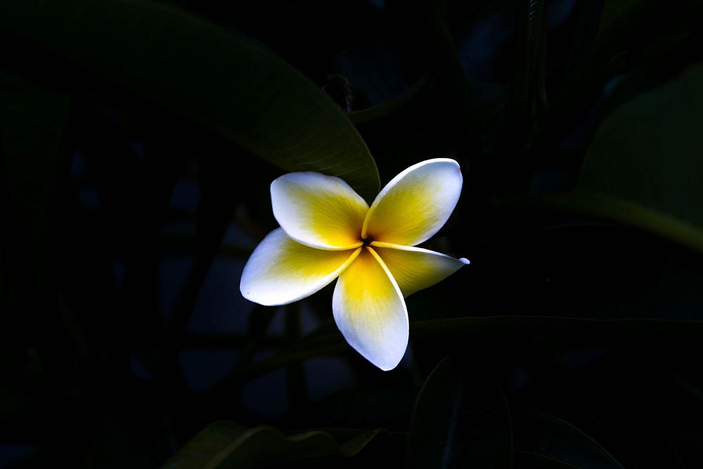 A white and yellow plumeria flower against dark background. Original public domain image from Wikimedia Commons