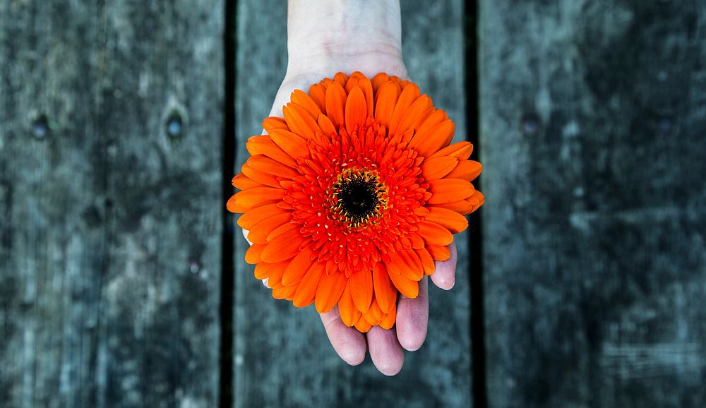 Hand holding a flower. Original public domain image from Wikimedia Commons