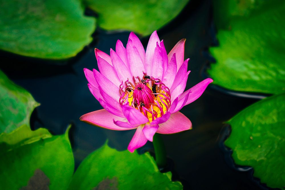 Several bees gathering pollen in a pink water lily. Original public domain image from Wikimedia Commons