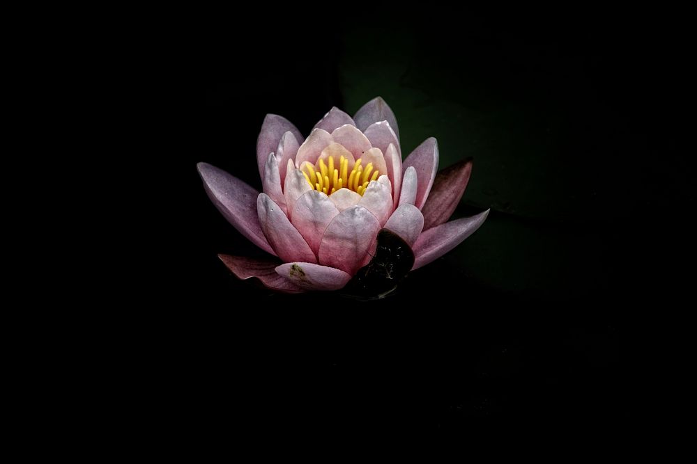 A light pink water lily against a black background. Original public domain image from Wikimedia Commons