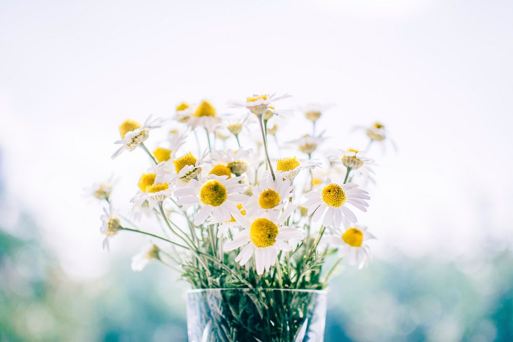 A glass vase holding a large bunch of chamomile flowers. Original public domain image from Wikimedia Commons