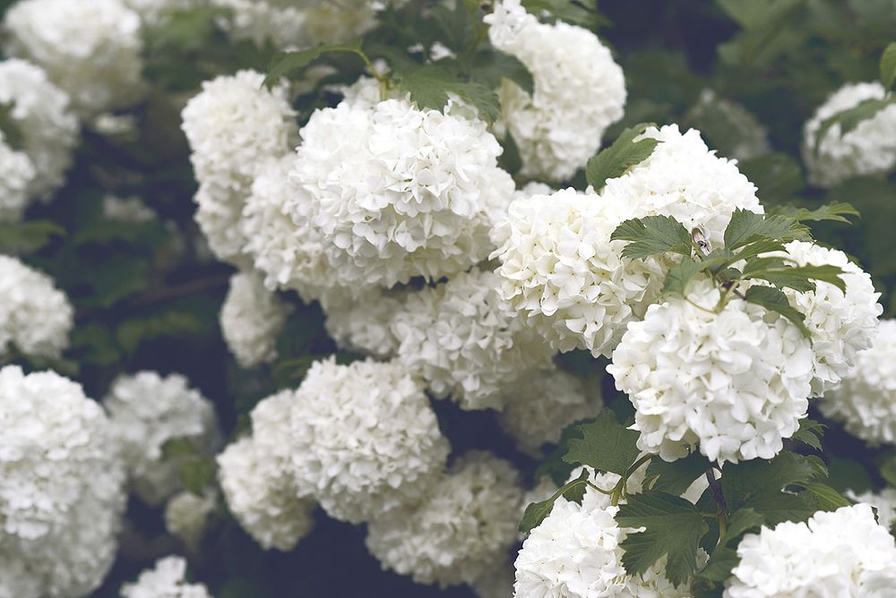 White hydrangea flowers. Original public domain image from Wikimedia Commons