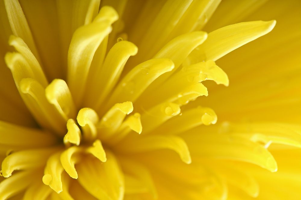 Yellow flower background, macro shot. Original public domain image from Wikimedia Commons
