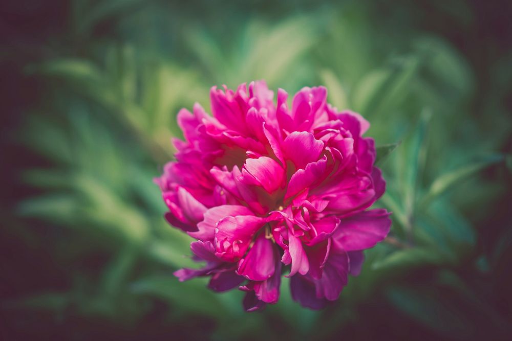 Pink peony background. Original public domain image from Wikimedia Commons