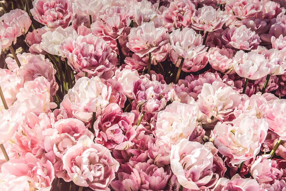 An overhead shot of a large bed of pink peonies. Original public domain image from Wikimedia Commons