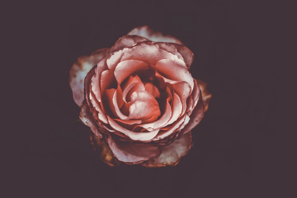 Blooming omber pink and white rose with dark background. Original public domain image from Wikimedia Commons