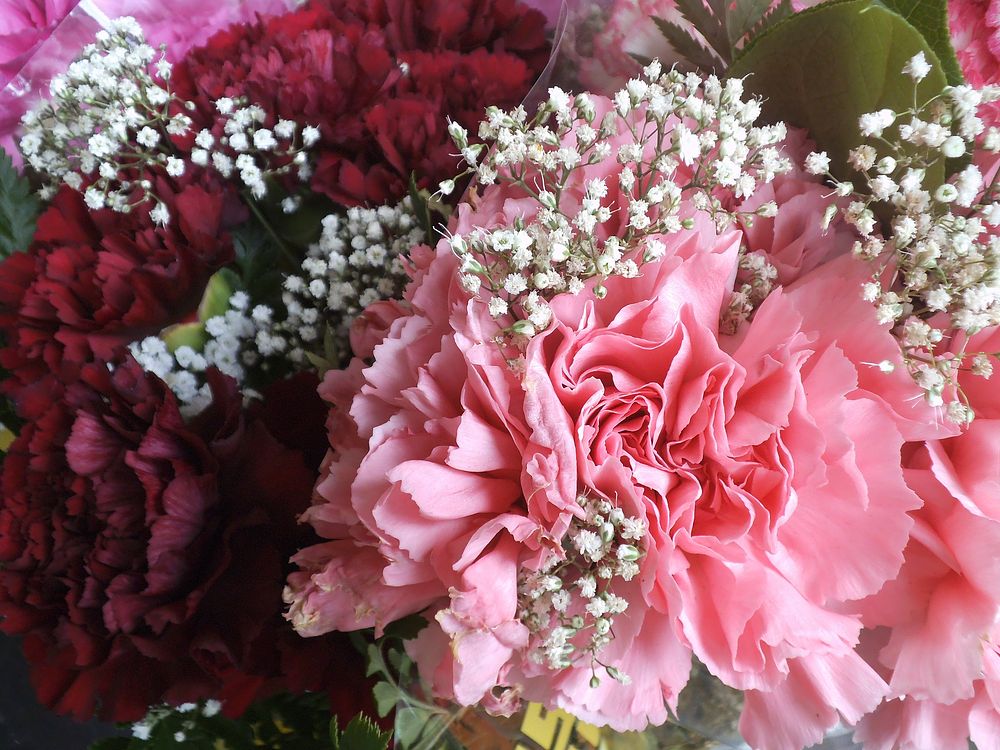 Macro of red and pink carnations in a floral bouquet with white baby's breath flowers. Original public domain image from…