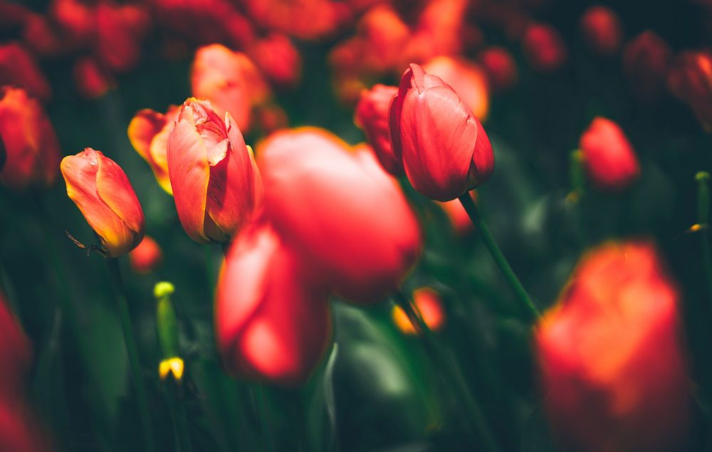 Close-up of a dense patch of red tulips. Original public domain image from Wikimedia Commons